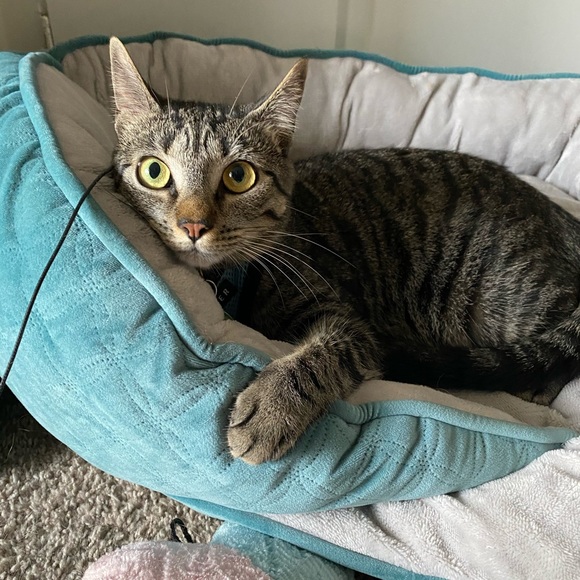 Meet your Posher, Rachel - Picture 2 of 2